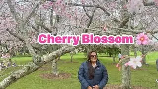 ✨ Cherry Blossom Magic at Cornwall Park | Auckland Spring Beauty 🌸I Beautiful New Zealand