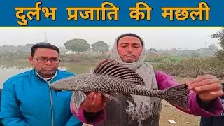 खीरी के तालाब में पाई गई Amazon Sailfin Catfish | Lakhimpur Kheri 