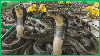 How Chinese farmers Raise Millions of Giant King Cobra Snake for Medicine from Deadliest Venom