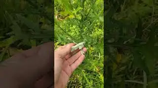 Bubble bee feeding on Field Thistle!  #themilkweedman #fieldthistle #cirsiumdiscolor #native