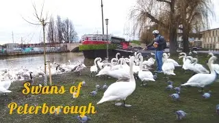Swans of Peterborough UK | River Nene | London United Kingdom | EuroTraveller