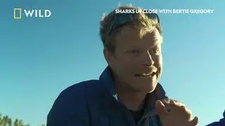 Bronze Sharks | Sharks Up Close with Bertie Gregory | National Geographic MENA