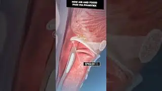 Pharynx | Epiglottis #biology #ncert #digestion #digestivesystem #alimentarycanal #humanphysiology