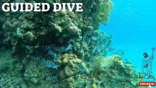 Guided Dive