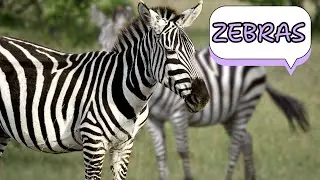 Let&rsquo;s Discover Zebras! | Fun Zebra Facts for Kids | Educational Animal Video