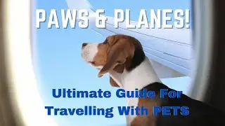 Your Comprehensive GUIDE to TRAVELING with ANIMALS. Pet travel, pet carriers, pet safety, checklist.