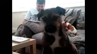 Growling Border Terrier