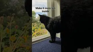 How to turn an outdoor stray cat into an indoor loving cat 😻  🐾