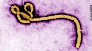 How Ebola Can Hide In The Body