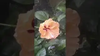 Pet Cat, Pet Dog & Crow, bird, Kolkata India #cat #petcat #pet #petcatvideo #catvideo #crow #dog