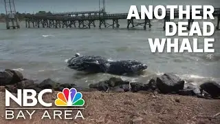 Another dead whale washes up in the Bay Area