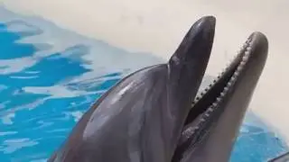 Interspecies Communication: AI Talks to Dolphins and More!