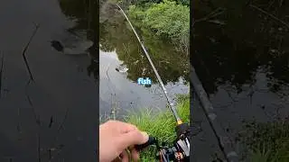 My Biggest Bass on the BFS Setup! #fishing #shorts