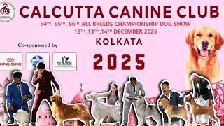Calcutta Canine club Championship dog show || Kci registered dog show 2025 