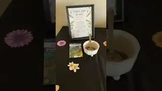 Paint and plant resident event! #wildflowers #lubbock #texas #apartmenttour #apartmentdecor