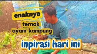 Chicken farming business ideas with available feed