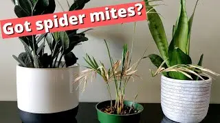 Are these bugs destroying your plants?