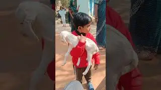 Bakari#animals #goats#shorts#bakreid #bakari#youtubeshorts