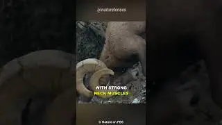 Why Do Rams Headbutt?