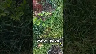 Day 79 of growing watermelon #gardening
