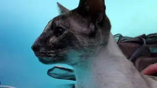 Siamese Cat Pregnancy Scan