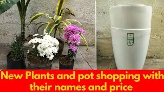 Winter plant, indoor plant and PVC tower pot shopping | Shopping with name and price 
