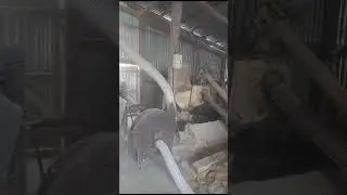 Отзыв на зернодробилку Вектор 22 ПРО, Алтайский край