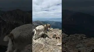 Brown Goat walking on mountain