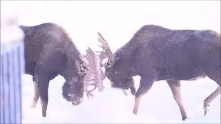 Bull Moose fight