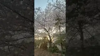 #springmagic #bomjanrkm