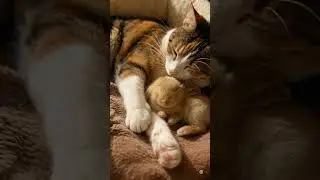 Bunny Spa Day: Cat Mom Grooms Her Tiny Rabbit Baby🐇癒しのうさぎスパ：猫ママが赤ちゃんうさぎをグルーミング🐱🐰兔寶寶洗澡日：貓媽媽幫小兔仔洗香香啦～🛁