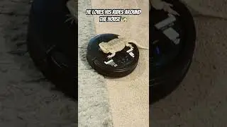 БЁРДИК КАТАЕТСЯ НА ROOMBA #семья #питомец #дракон #ящерица #любовь #смешно #fyp #лучший #beachboy...