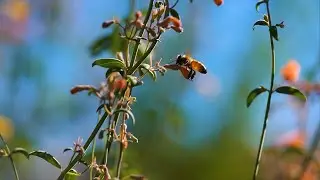 Exhilarating Ecosystems: Fascinating Flora