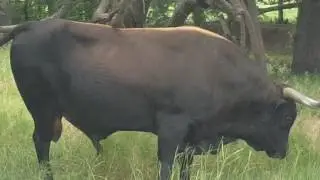 Corriente Bull using a mesquite tree as a back scratcher