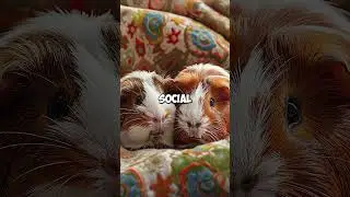 Switzerland's Guinea Pig Law