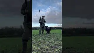 Driven Pheasant Shooting with Labrador Retriever Gundogs #dog #shotgun