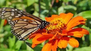Monarch Butterfly Feeding On An Orange Zinnia