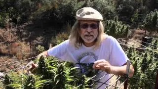 Jorge Cervantes: VARIETIES - Kush, Mr. Nice, Blackberry from Lake County Outdoor (Part 4)
