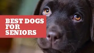Best Dog Breeds for Seniors