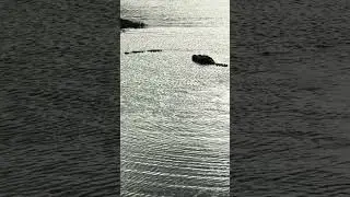 Bully the American crocodile showing off!! # #goated #crocodile #alligator #nature