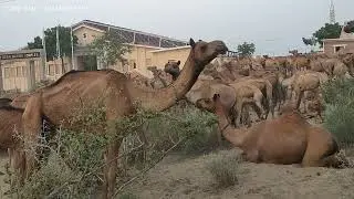 Thirsty camels are waiting for sweet drinking water