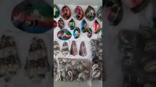 kerang laut