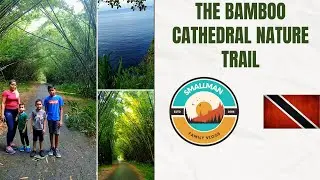 Experience The Beauty of  The Bamboo Cathedral Nature Trail
