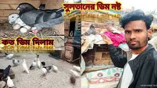  সব কবুতরের ডিম সরিয়ে নিলাম। সুলতানের ডিম নষ্ট হয়ে গেল 😭 kobutor and bird vlog #sakib pigeon lover