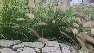 박우철님의 천리먼길 펭귄아저씨가 불렀습니다(반주는 아라님이 제공해 주셨습니다)