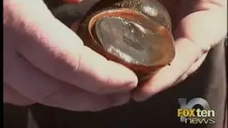 Snail Invasion