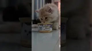 Kitten vs. Fancy feast food : Who Will Win? You Have to See This!