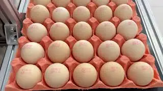 Automatic Egg Coding Machine Egg Conveyor Egg Printing Machine