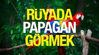 R&uuml;yada Papağan G&ouml;rmek Ne Anlama Gelir? R&uuml;yada Renkli Papağan G&ouml;rmek Nasıl Yorumlanır?