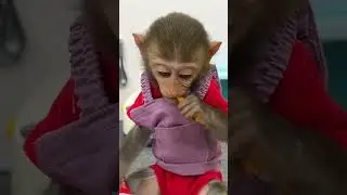 Eat some carrots, they're so delicious! #monkey